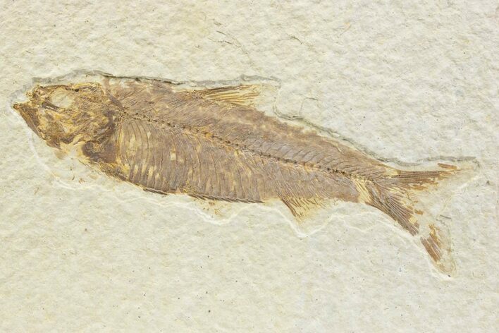 Detailed Fossil Fish (Knightia) - Wyoming #373679